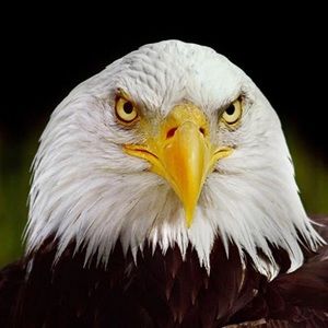 Meet your Posher, Liza